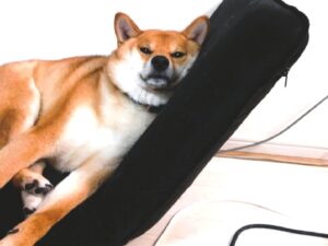 座椅子にもたれる犬